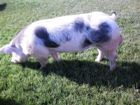 sows gennitor