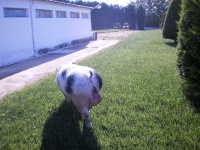 sows gennitor