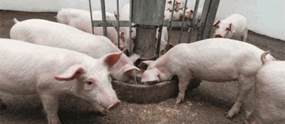 pigs
